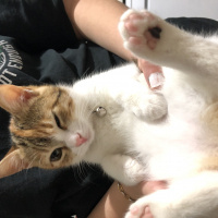 Tekir Kedi, Kedi  Mocha fotoğrafı