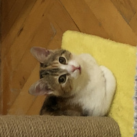 Tekir Kedi, Kedi  Mocha fotoğrafı