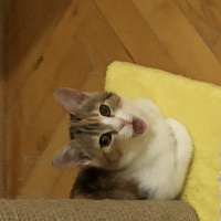 Tekir Kedi, Kedi  Mocha fotoğrafı