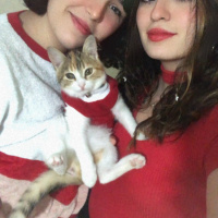 Tekir Kedi, Kedi  Mocha fotoğrafı