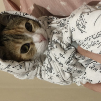 Tekir Kedi, Kedi  Mocha fotoğrafı