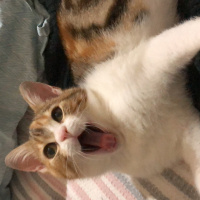 Tekir Kedi, Kedi  Mocha fotoğrafı