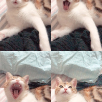 Tekir Kedi, Kedi  Mocha fotoğrafı