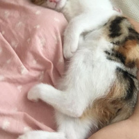 Tekir Kedi, Kedi  Mocha fotoğrafı