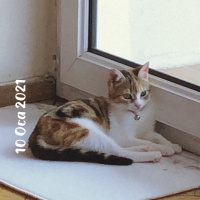 Tekir Kedi, Kedi  Mocha fotoğrafı