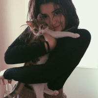 Tekir Kedi, Kedi  Mocha fotoğrafı