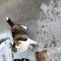 Tekir Kedi, Kedi  Mocha fotoğrafı