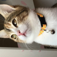 Tekir Kedi, Kedi  Mocha fotoğrafı