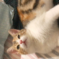 Tekir Kedi, Kedi  Mocha fotoğrafı