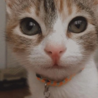 Tekir Kedi, Kedi  Mocha fotoğrafı