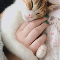 Tekir Kedi, Kedi  Mocha fotoğrafı