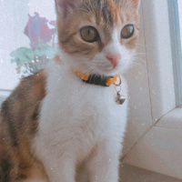 Tekir Kedi, Kedi  Mocha fotoğrafı