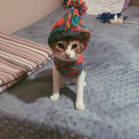 Tekir Kedi, Kedi  Mocha fotoğrafı