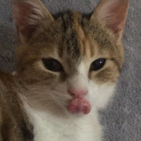 Tekir Kedi, Kedi  Mocha fotoğrafı