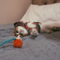 Tekir Kedi, Kedi  Mocha fotoğrafı