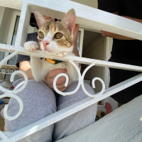 Tekir Kedi, Kedi  Mocha fotoğrafı