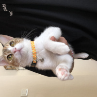 Tekir Kedi, Kedi  Mocha fotoğrafı