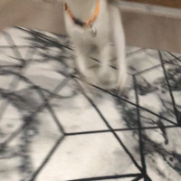 Tekir Kedi, Kedi  Mocha fotoğrafı