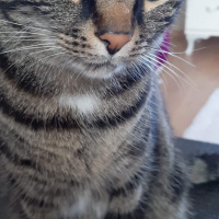 Tekir Kedi, Kedi  Kömür fotoğrafı