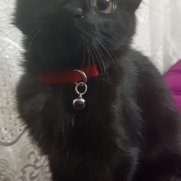 Tekir Kedi, Kedi  Kömür fotoğrafı