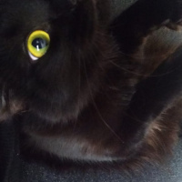 Tekir Kedi, Kedi  Kömür fotoğrafı
