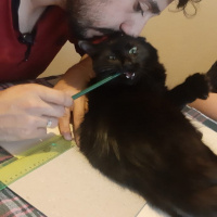 Tekir Kedi, Kedi  Kömür fotoğrafı