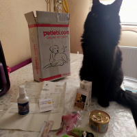 Tekir Kedi, Kedi  Kömür fotoğrafı