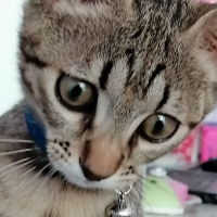 Tekir Kedi, Kedi  Plüton fotoğrafı