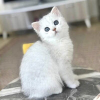 British Shorthair, Kedi  Casper fotoğrafı