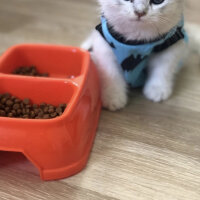 British Shorthair, Kedi  Casper fotoğrafı