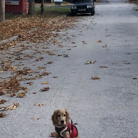 Amerikan Cocker Spaniel, Köpek  Coffee fotoğrafı