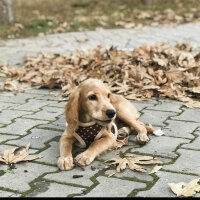 Amerikan Cocker Spaniel, Köpek  Coffee fotoğrafı