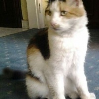 İran Kedisi (Persian), Kedi  yumak fotoğrafı
