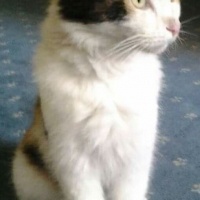İran Kedisi (Persian), Kedi  yumak fotoğrafı