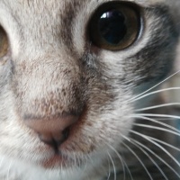 Tekir Kedi, Kedi  üzüm fotoğrafı