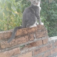 Tekir Kedi, Kedi  üzüm fotoğrafı