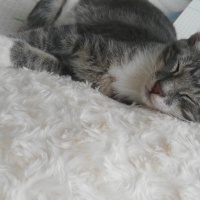 Tekir Kedi, Kedi  üzüm fotoğrafı