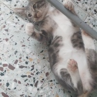 Tekir Kedi, Kedi  üzüm fotoğrafı