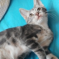 Tekir Kedi, Kedi  üzüm fotoğrafı