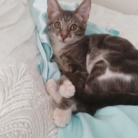 Tekir Kedi, Kedi  üzüm fotoğrafı