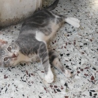 Tekir Kedi, Kedi  üzüm fotoğrafı