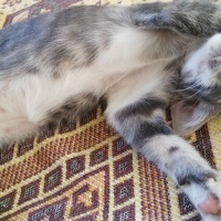 Tekir Kedi, Kedi  üzüm fotoğrafı