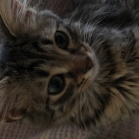 Tekir Kedi, Kedi  Kontes fotoğrafı