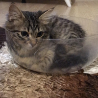 Tekir Kedi, Kedi  Kontes fotoğrafı