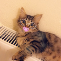 Tekir Kedi, Kedi  Kontes fotoğrafı
