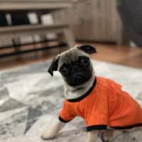 Pug, Köpek  Mars fotoğrafı