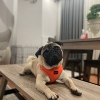Pug, Köpek  Mars fotoğrafı