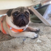 Pug, Köpek  Mars fotoğrafı