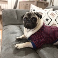 Pug, Köpek  Mars fotoğrafı