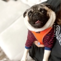 Pug, Köpek  Mars fotoğrafı